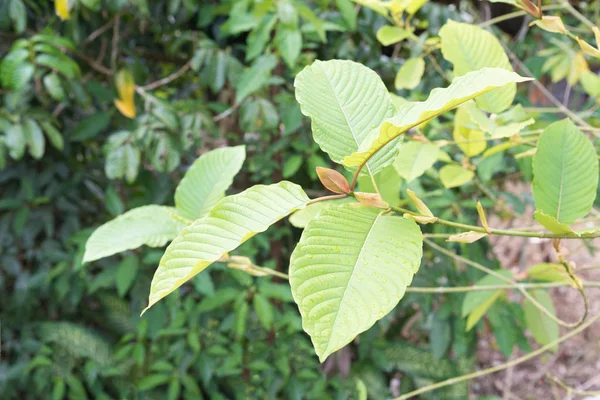 red malay kratom